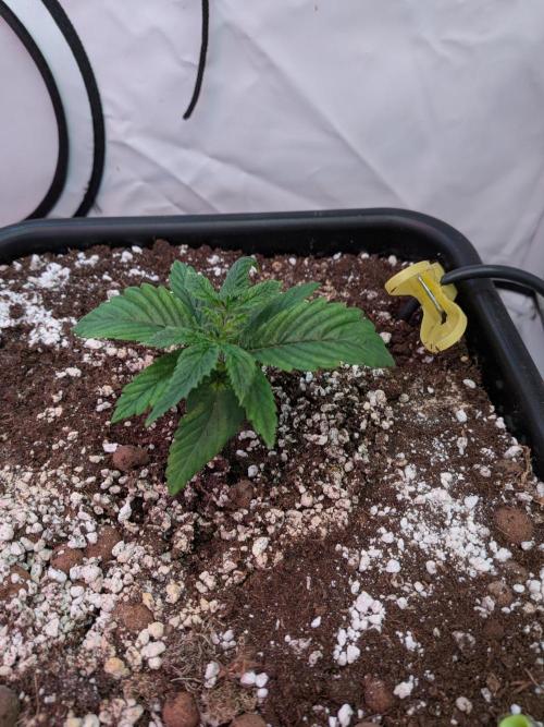 Operation Spring Break. Week 2 - Mimosa evo still a bit struggling with their new home