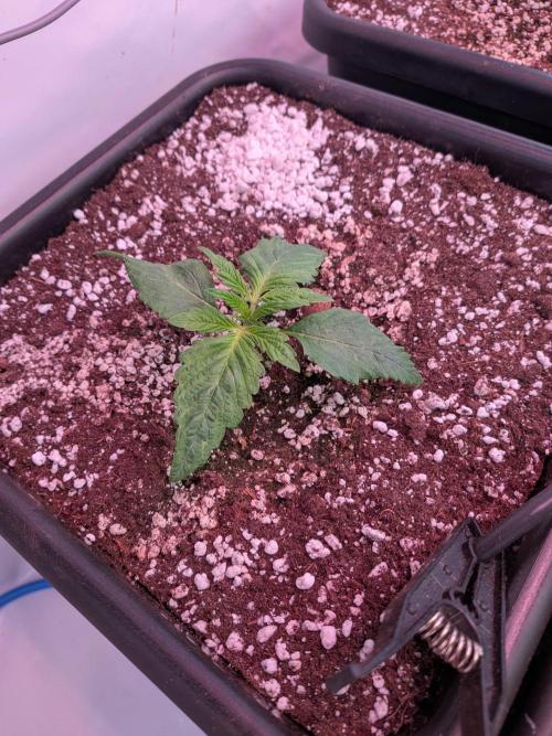 Operation Spring Break. Week 2 - Cookie Casket still a bit behind the rest, like a real Indica.