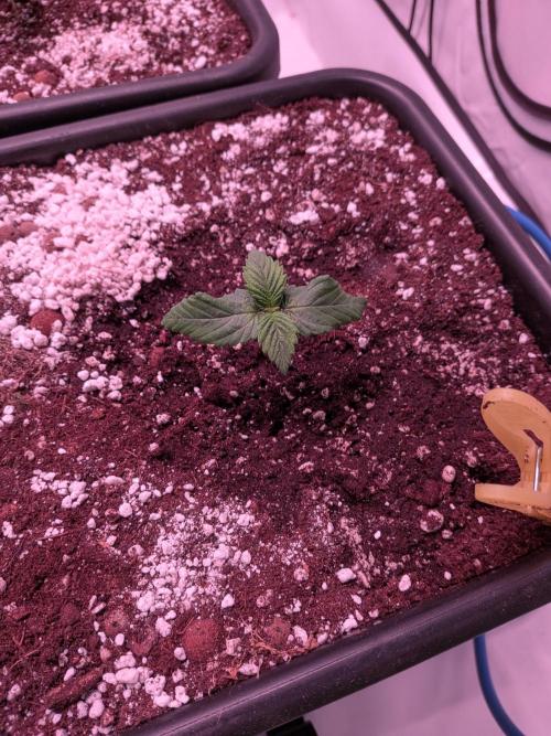 Operation Spring Break. Week 2 - tiny Mimosa directly after shifting to new home