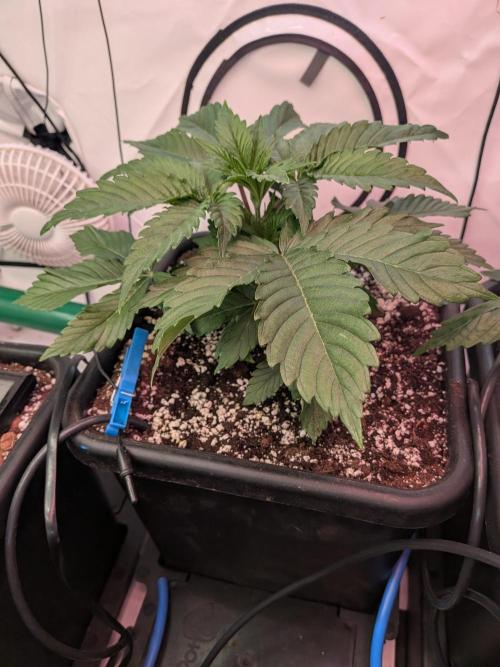 Operation Spring Break. Week 3
