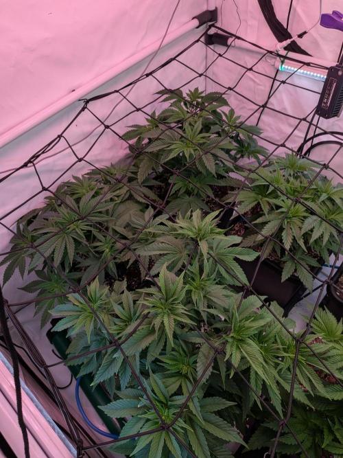 Operation Spring Break. Week 4 - SCROG installed, now it needs to be filled :-)