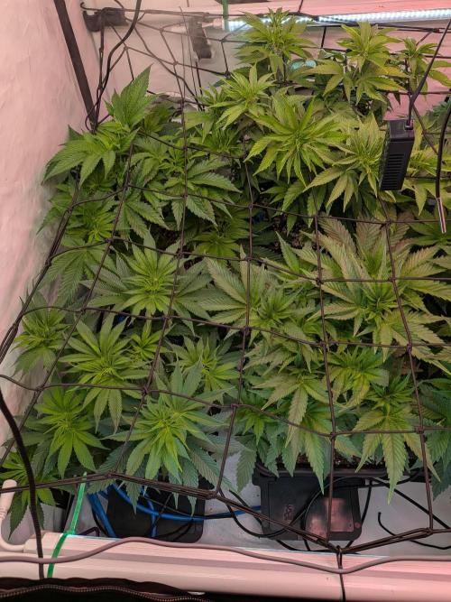 Operation Spring Break. Week 4 - it is getting full in da net^^