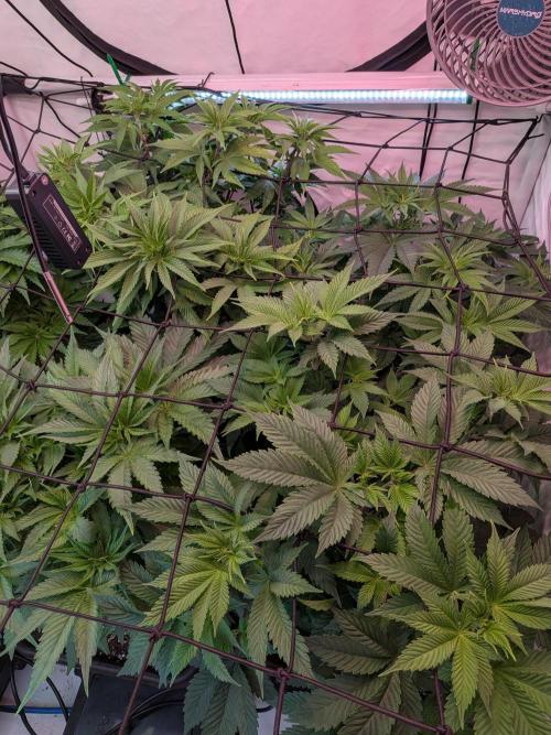 Operation Spring Break. Week 4