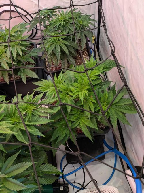Operation Spring Break. Week 5