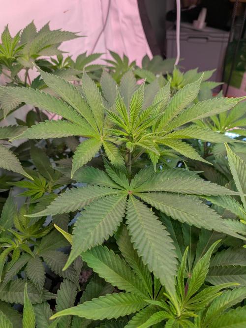 Operation Spring Break. Week 5 - getting high enough...for AN Bud Blood