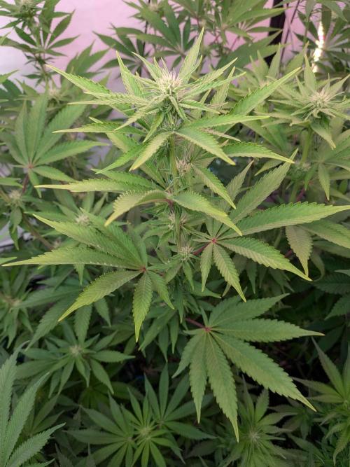 Operation Spring Break. Week 7 - One of the Super- Zillions (?) cola, starting to build up