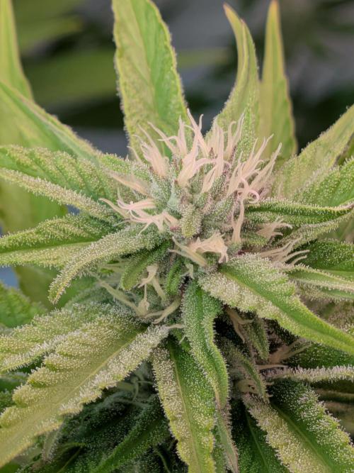 Operation Spring Break. Week 7 - Zillions--- Trichome- Armor building up