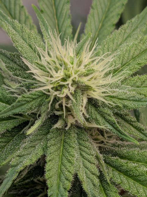 Operation Spring Break. Week 8 - Mimosa Evo, Closeup picture