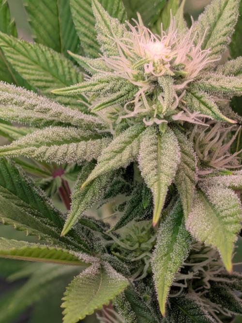 Operation Spring Break. Week 8 - Cookie Casket, first "Crowns" show up due to lightstress