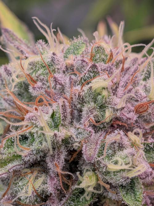 Operation Spring Break. Week 9 - Zillions macro shot