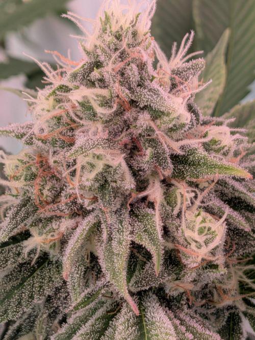 Operation Spring Break. Week 11 - Cookie Casket speacial this week, macroshot