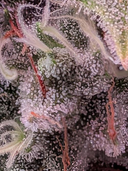 Operation Spring Break. Week 12 - Zillions- Macro Zoom Pixel 10
