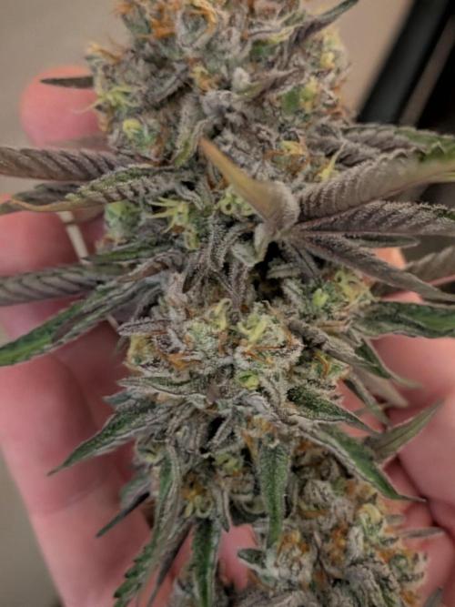 Operation Spring Break. Week 12 - Zillions, first chop of a crown