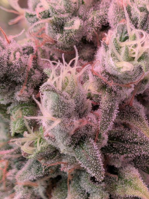Operation Spring Break. Week 13 - Mimosa Evo