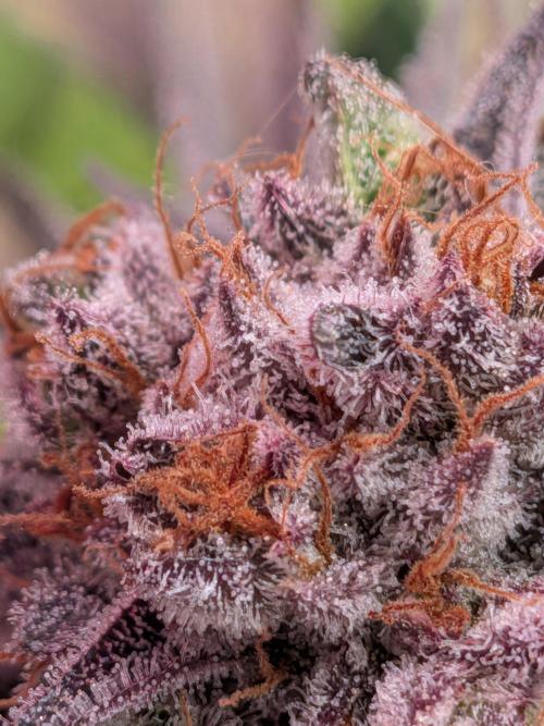 Operation Spring Break. Week 13 - Zillions, Pheno unknown