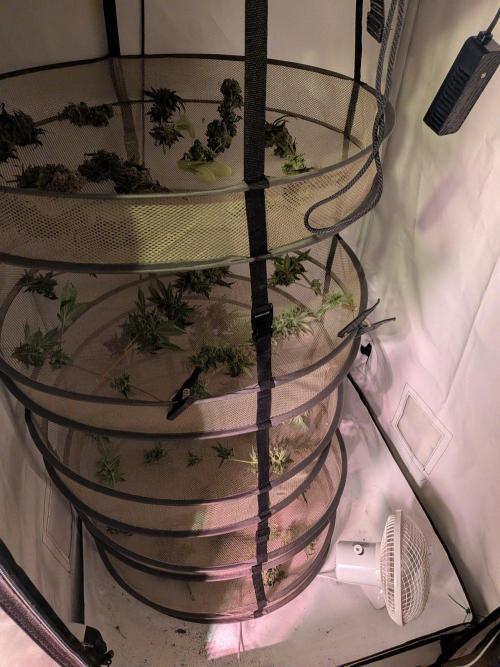 Operation Spring Break. Week 14