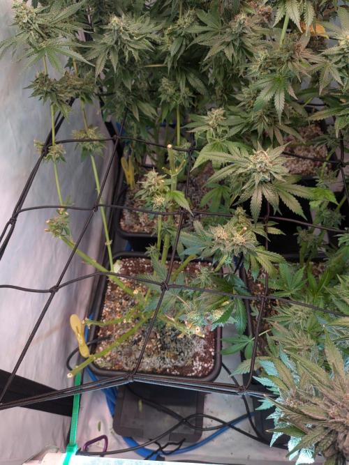 Operation Spring Break. Week 14