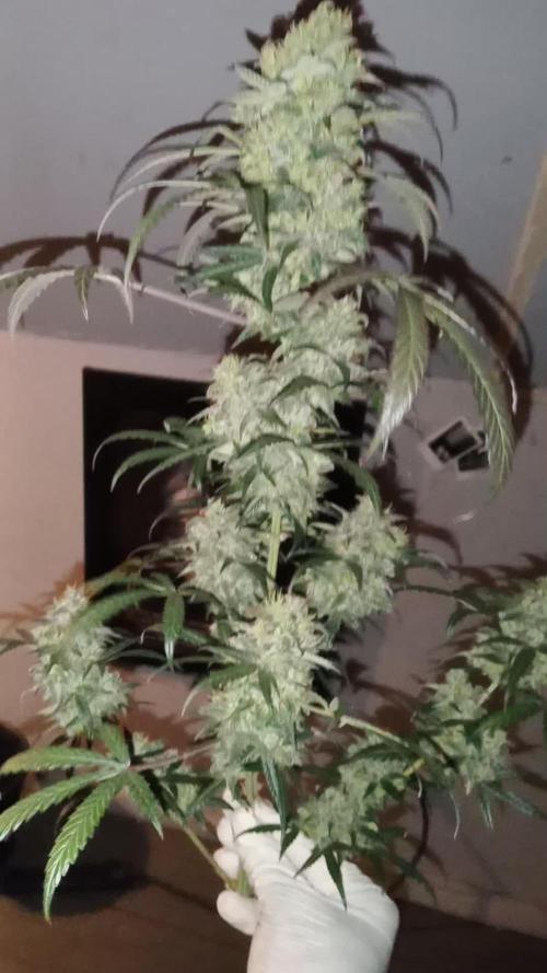 DoSiDos