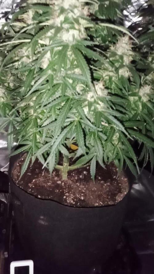 Blueberry lemon Haze Auto