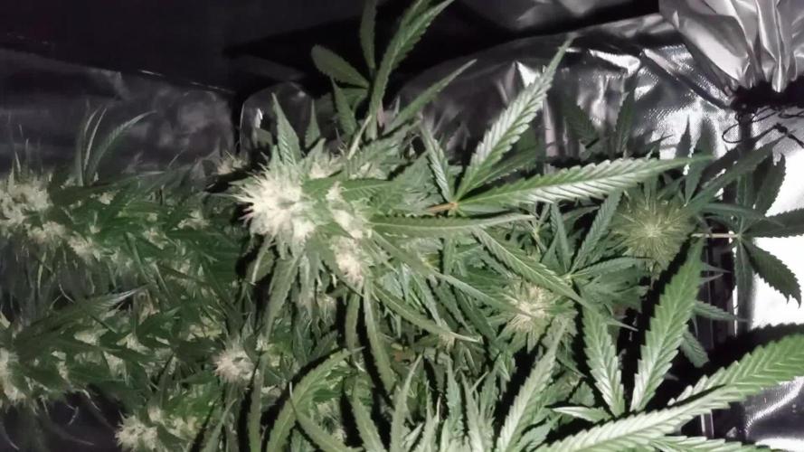 Blueberry lemon Haze Auto