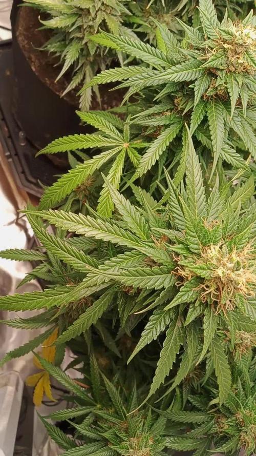 Blueberry lemon Haze Auto