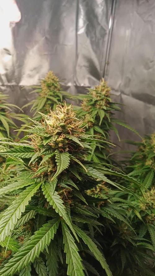 Blueberry lemon Haze Auto