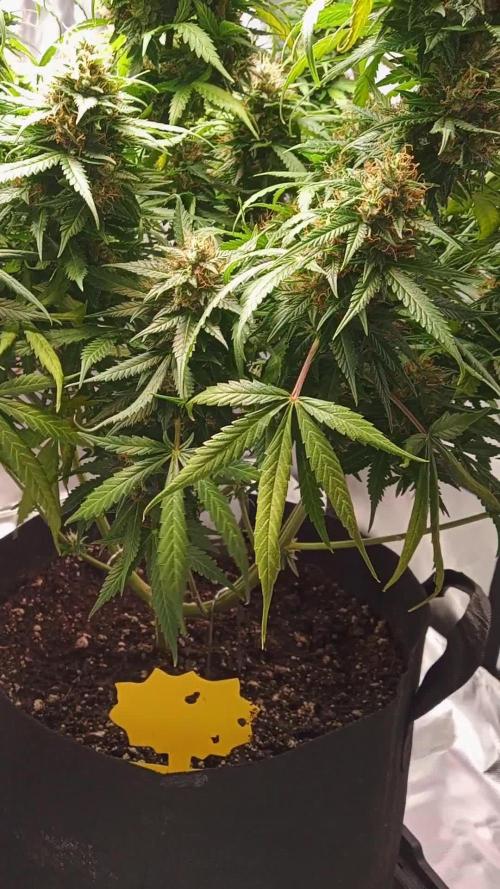 Blueberry lemon Haze Auto