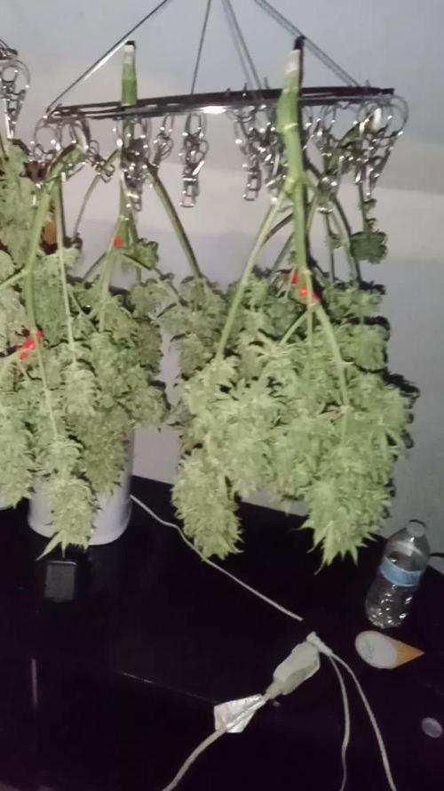 Blueberry lemon Haze Auto