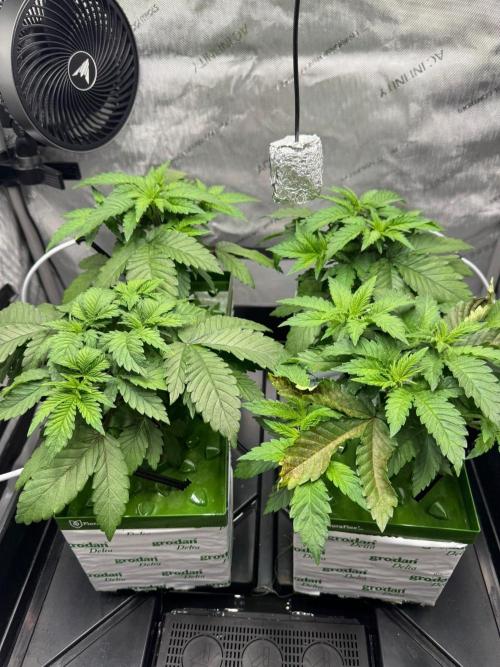 Blacky. Week 3