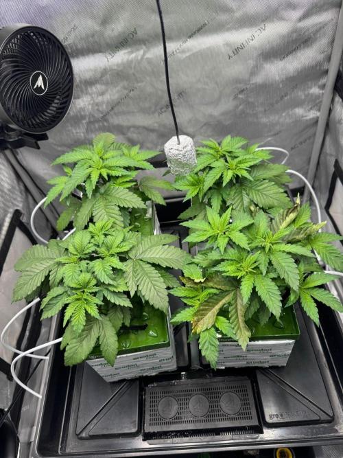 Blacky. Week 3