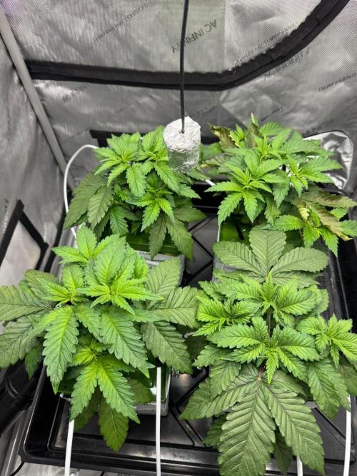 Black Domina. Week 3