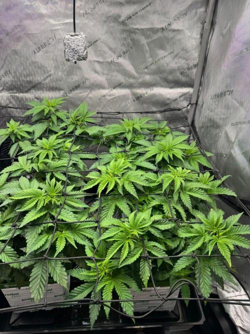 Blacky. Week 4