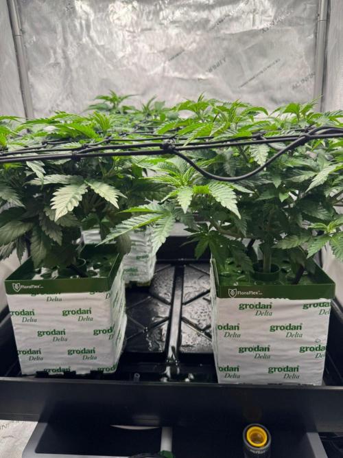 Black Domina. Week 4