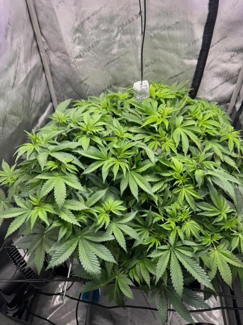 Blacky. Week 5