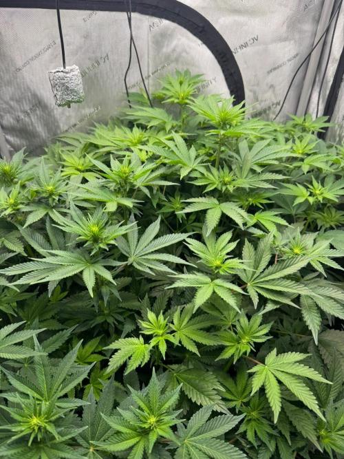 Blacky. Week 6