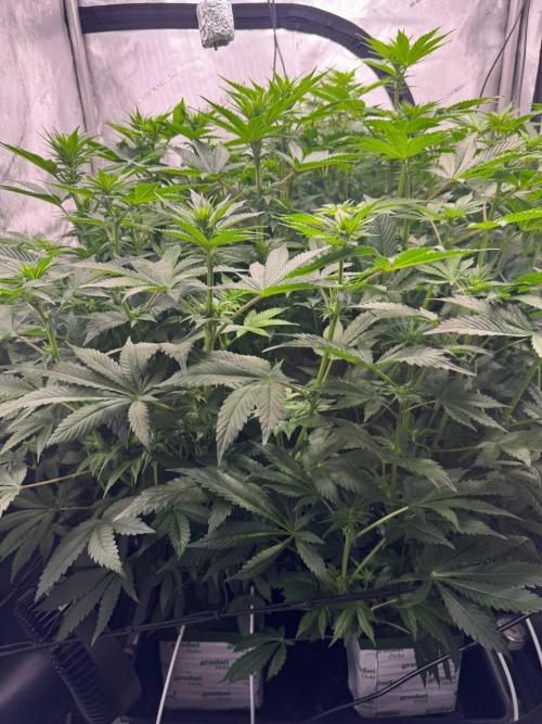 Blacky. Week 6