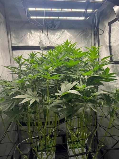 Blacky. Week 8