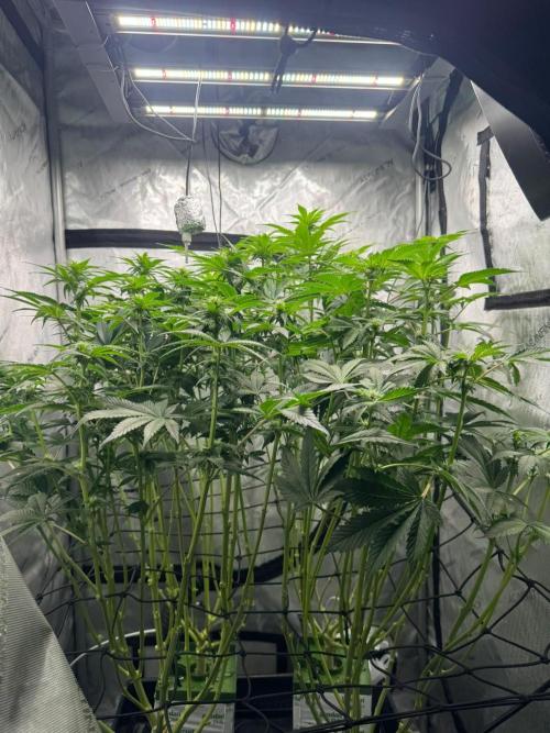 Blacky. Week 8