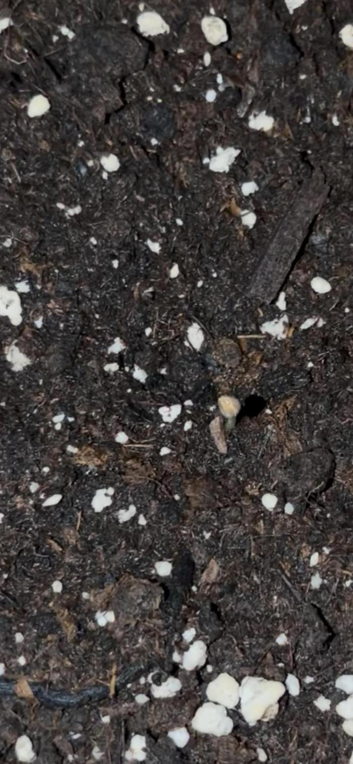 Cherry Pie- 100% controlled nights only. Week 1