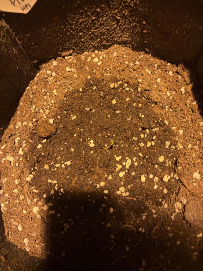 Cherry Pie-100% Controlled Nights Only. Week 1