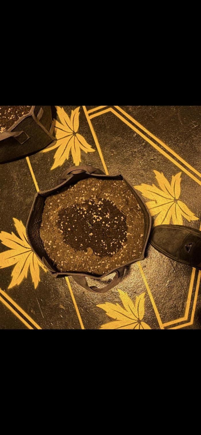 Phuket Hybrid Horticulture. Week 1