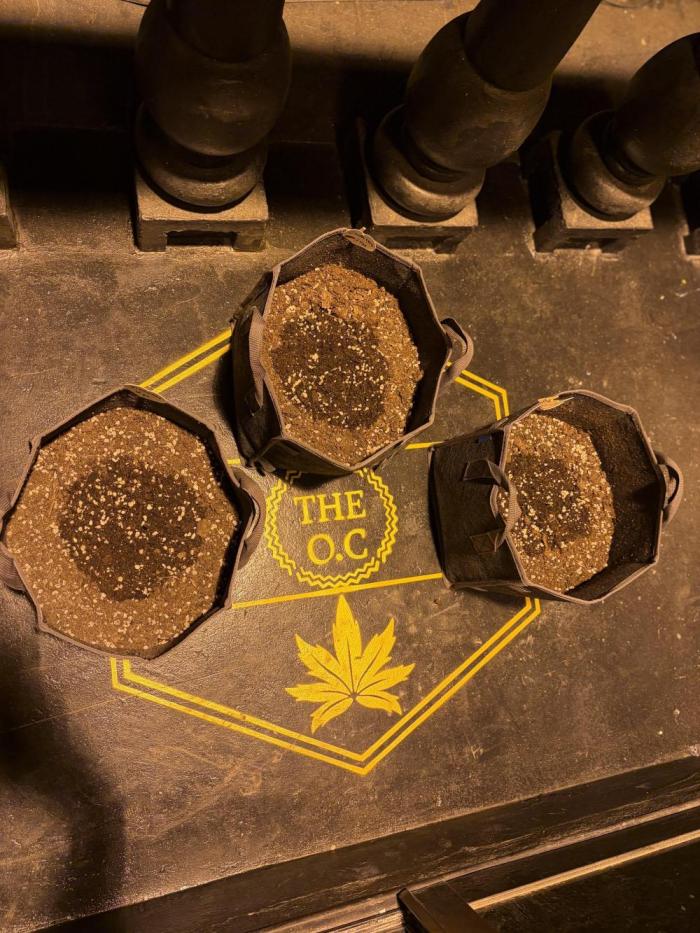 Phuket Flowerz. Week 1