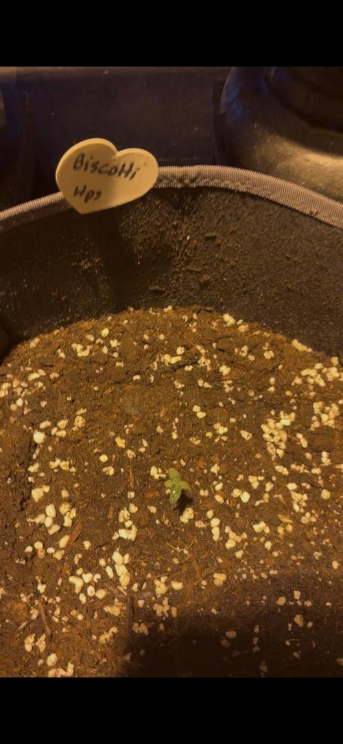 Phuket Flowerz. Week 2