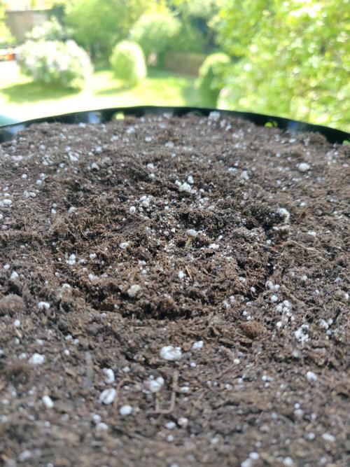 Northern Lights Automatic 2026 Balcony. Week 0 - 03.05.2026: Growing slowly.