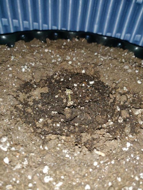 Northern Lights Automatic. Week 0