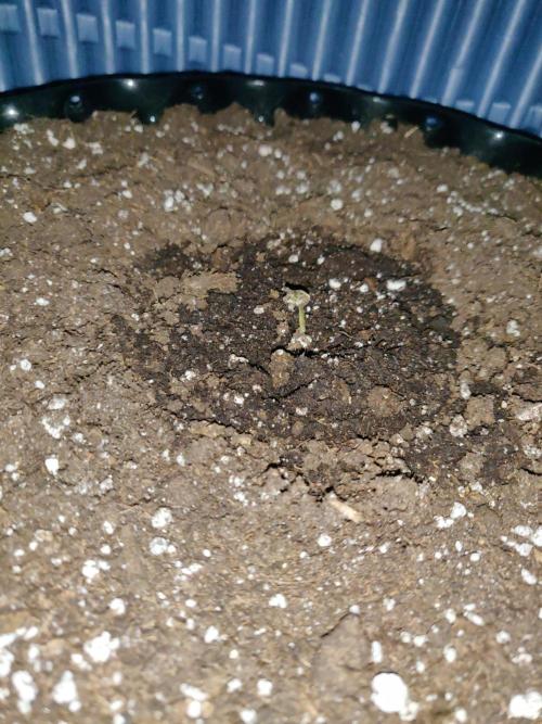 Northern Lights Automatic. Week 0