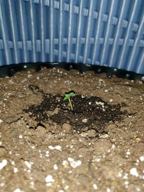 Northern Lights Automatic 2026 Balcony. Week 1 - 16.05.2026: The stem is looking good.