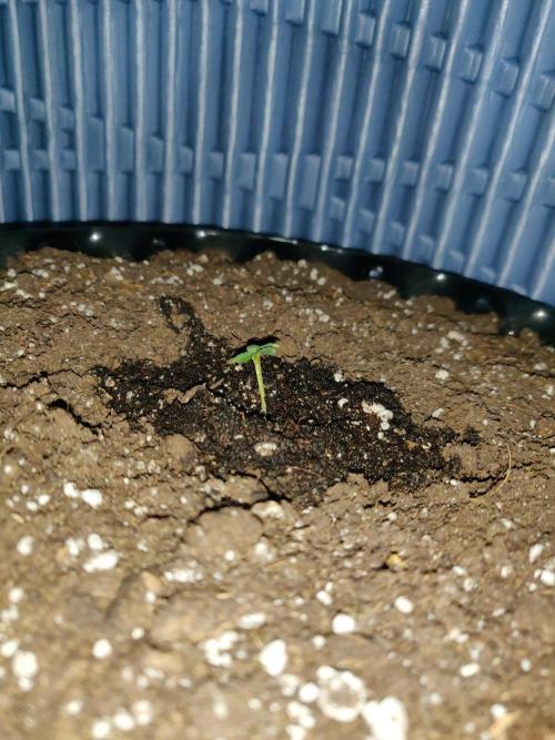 Northern Lights Automatic. Week 1