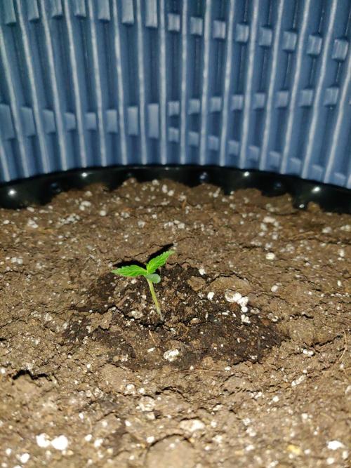 Northern Lights Automatic. Week 1