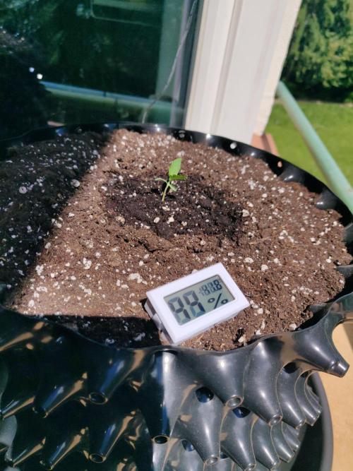 Northern Lights Automatic. Week 2